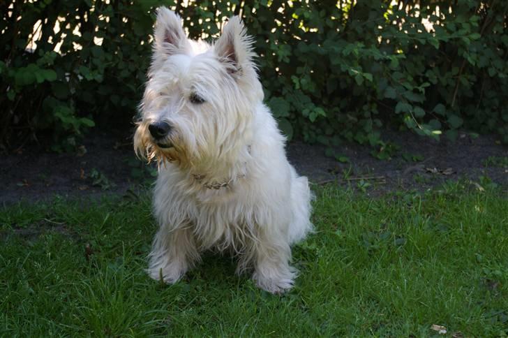 West highland white terrier Oliver billede 11