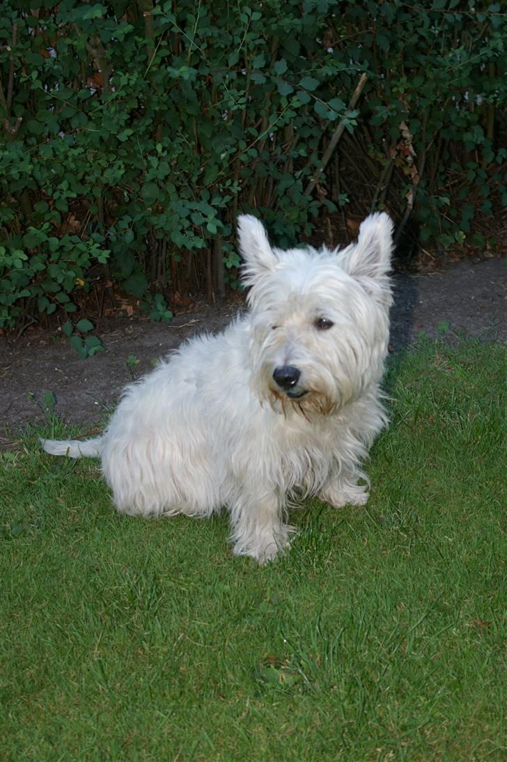 West highland white terrier Oliver billede 12
