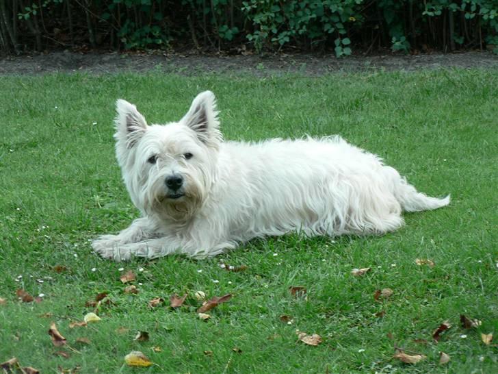 West highland white terrier Oliver billede 13