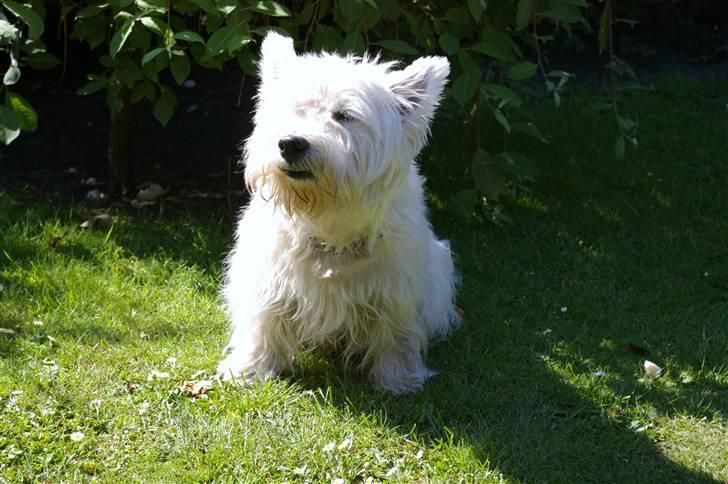 West highland white terrier Oliver billede 14