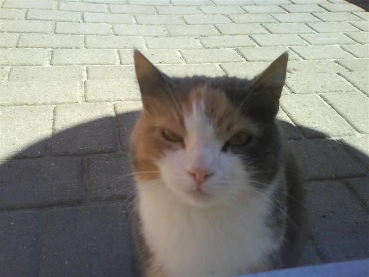 Rottweiler S.B. Von Barnewitz AZZO - Whiskey Vs Odin. Whiskey 1-0 billede 15