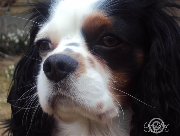 Cavalier king charles spaniel Albert  - 1#  Velkommen til Alberts profil :D CS´Photo = Jeg har taget alle billederne ;D billede 1