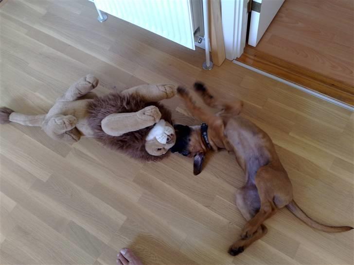 Boxer Tyson - Leger med mit sovedyr "Leo" billede 6