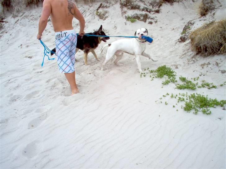 Amerikansk bulldog Batman Hector - Kommer du Bonnie :-) (bonnie er mine svigerforældres schæfer på 13) billede 12