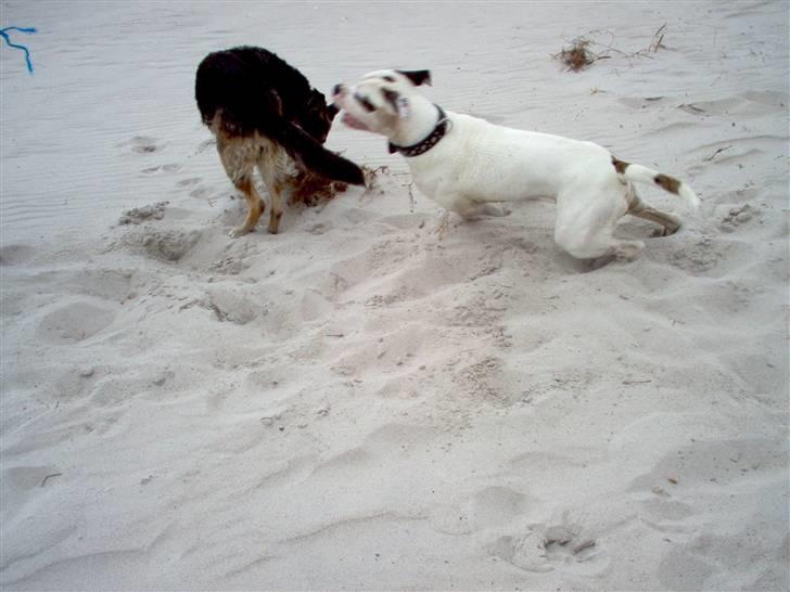 Amerikansk bulldog Batman Hector - Så vender vi, paasss på Bonnie billede 13