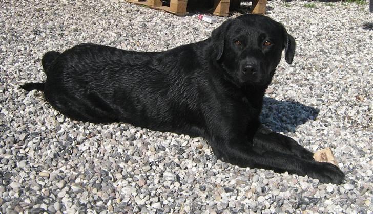 Blanding af racer Bella billede 7