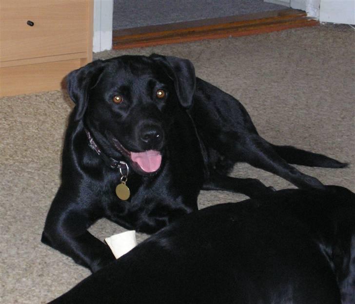 Blanding af racer Bella billede 8