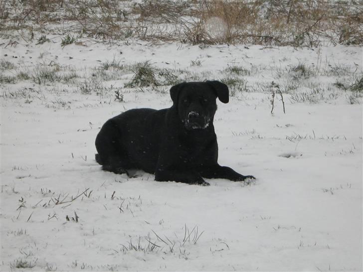 Blanding af racer Bella billede 9