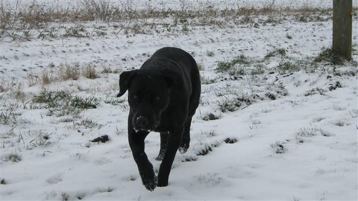 Blanding af racer Bella billede 10