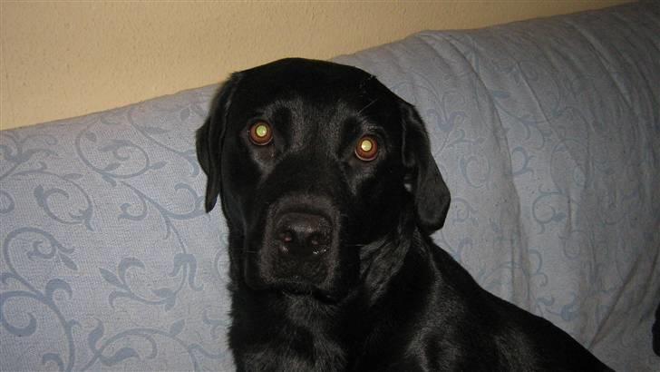 Blanding af racer Bella billede 11