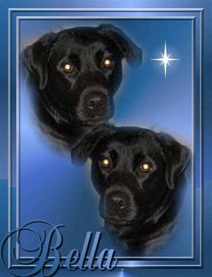 Blanding af racer Bella billede 12