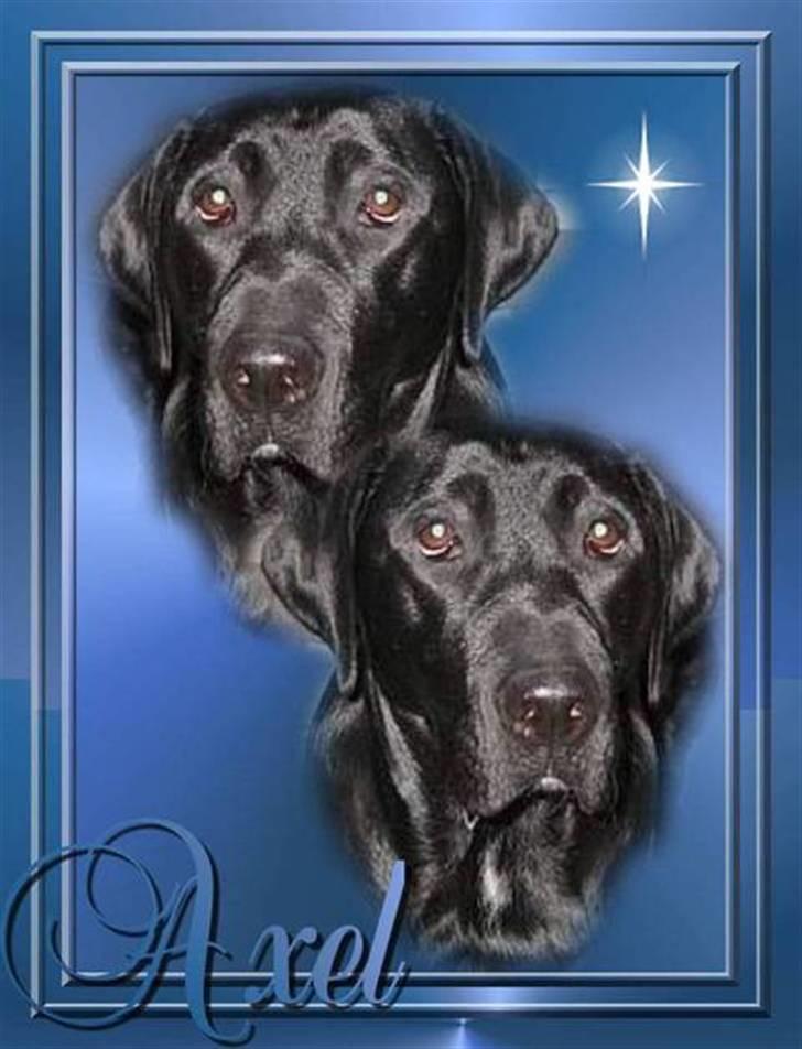 Blanding af racer Axel billede 20