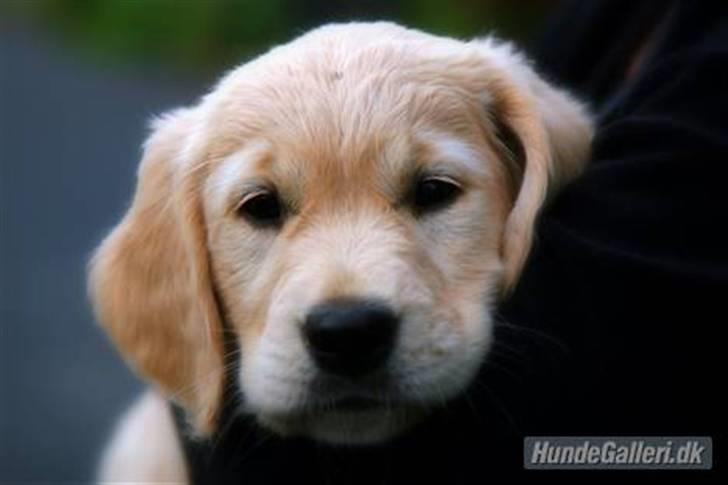 Golden retriever Niclanoma's Krongaard Tikka - Solgt :'( - 3) Sikke et lille babyface jeg havde den gang, gad vide om jeg stadig kan lave dem? billede 3