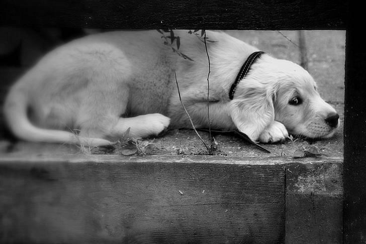 Golden retriever Niclanoma's Krongaard Tikka - Solgt :'( - 4) Nurhhh jeg var da for kær! billede 4