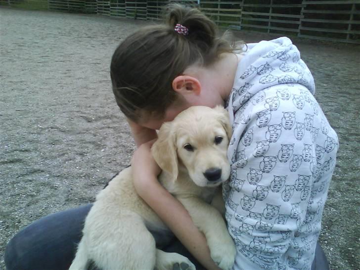 Golden retriever Niclanoma's Krongaard Tikka - Solgt :'( - 2) Den gang jeg var en lille isbjørn <3 billede 2