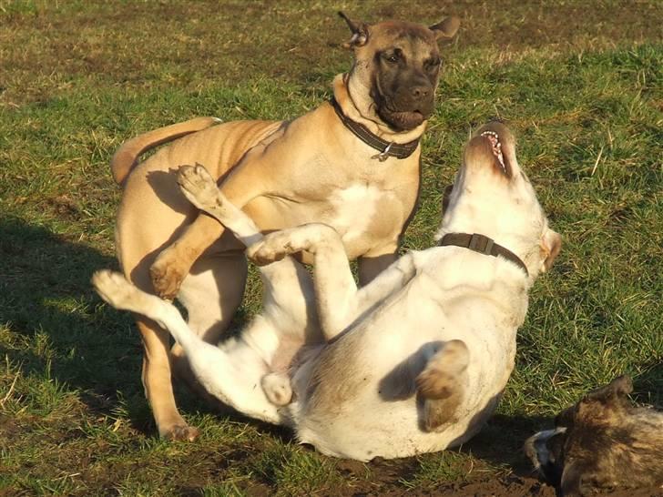 Blanding af racer Rathmann Akua Alba - Akua Alba folder sig ud! billede 1