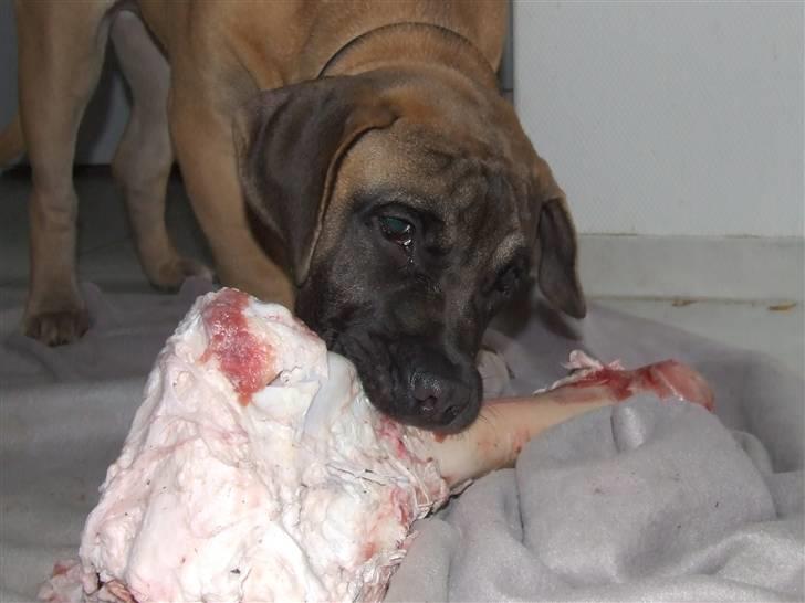 Blanding af racer Rathmann Akua Alba - Løven fodres...    Akua Alba folder sig ud! billede 2