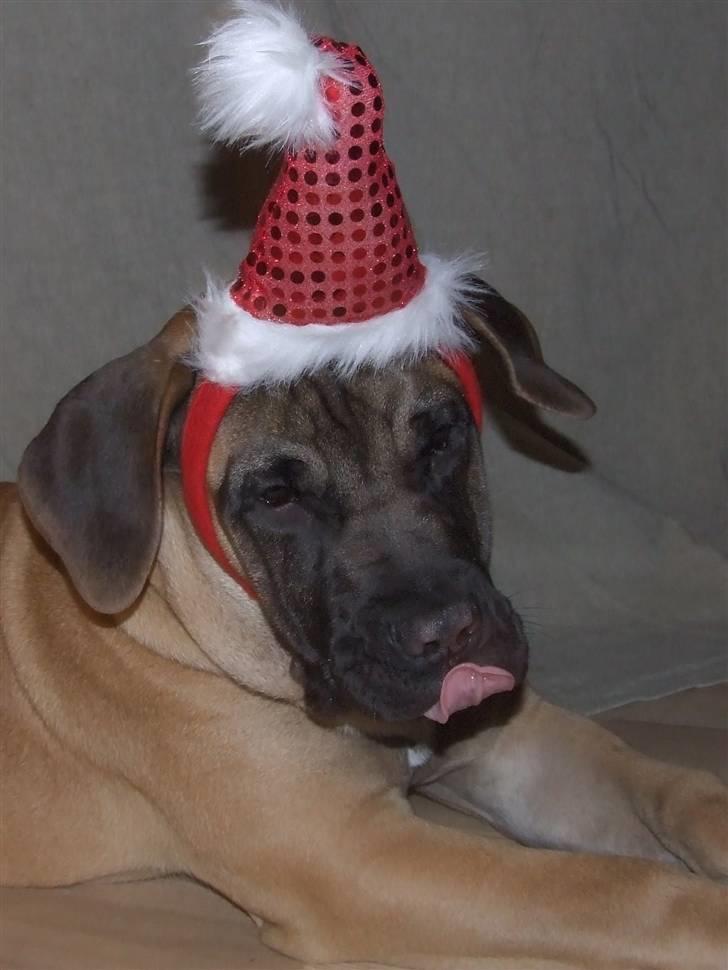 Blanding af racer Rathmann Akua Alba - Så er det snart jul. Akua Alba folder sig ud! billede 3