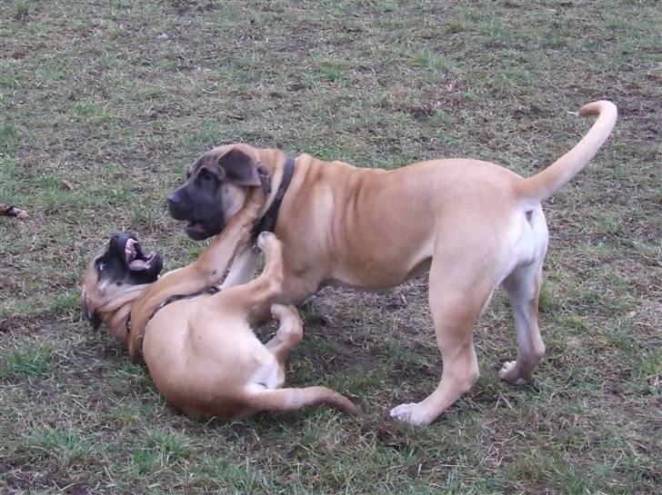 Blanding af racer Rathmann Akua Alba - Big Mac bliver til Mini Mac... Akua Alba folder sig ud! billede 4