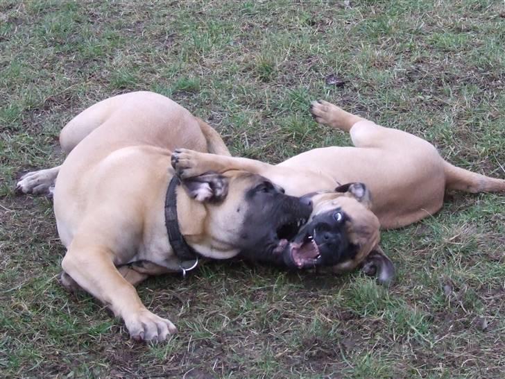 Blanding af racer Rathmann Akua Alba - Big Mac bliver større end Alba...  engang :)  Akua Alba folder sig ud! billede 5