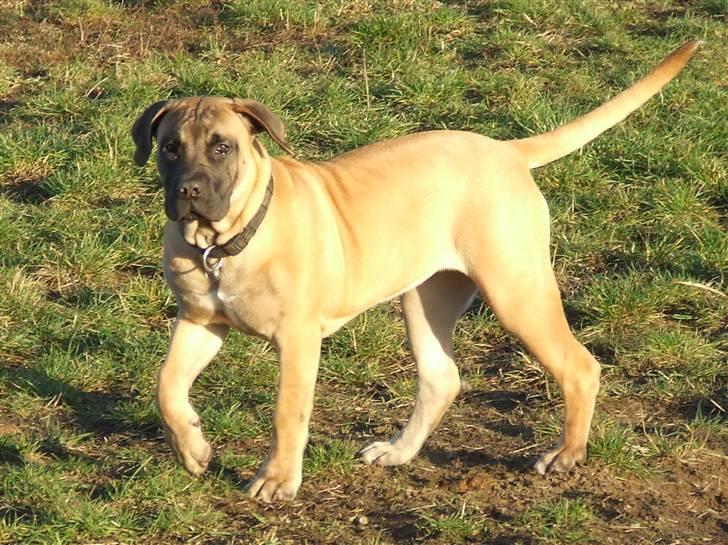 Blanding af racer Rathmann Akua Alba - Akua Alba folder sig ud! billede 6