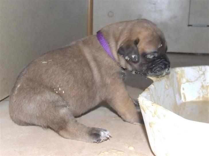 Blanding af racer Rathmann Akua Alba - Akua Alba folder sig ud! billede 7