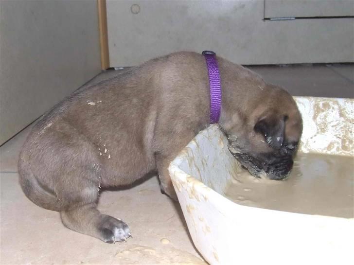 Blanding af racer Rathmann Akua Alba - Akua Alba folder sig ud! billede 8