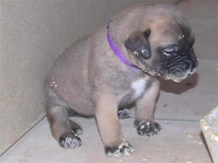 Blanding af racer Rathmann Akua Alba - Akua Alba folder sig ud! billede 9