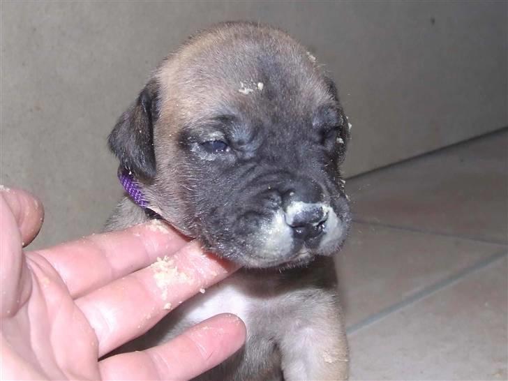 Blanding af racer Rathmann Akua Alba - Akua Alba folder sig ud! billede 10