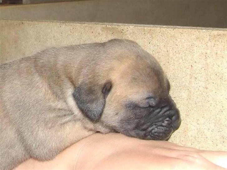 Blanding af racer Rathmann Akua Alba - Akua Alba folder sig ud! billede 11