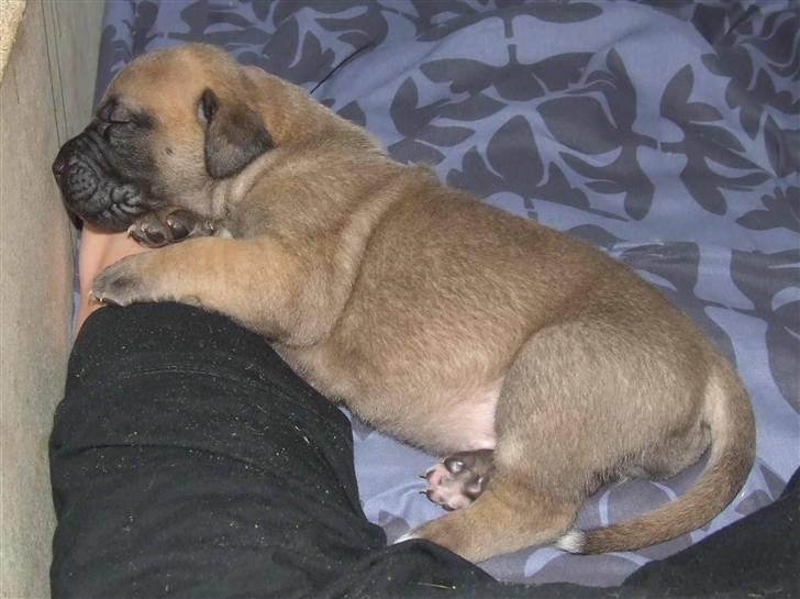 Blanding af racer Rathmann Akua Alba - Akua Alba folder sig ud! billede 12