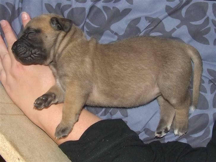 Blanding af racer Rathmann Akua Alba - Akua Alba folder sig ud! billede 13