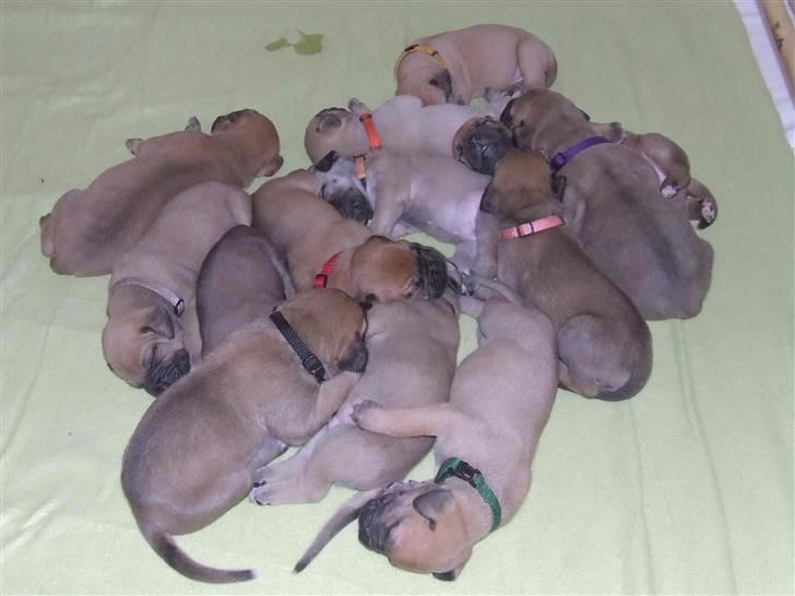 Blanding af racer Rathmann Akua Alba - Akua Alba folder sig ud! billede 14