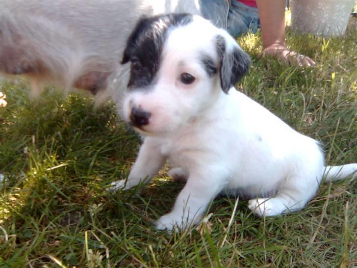 Jack russell terrier Taya R.I.P. :-( billede 7