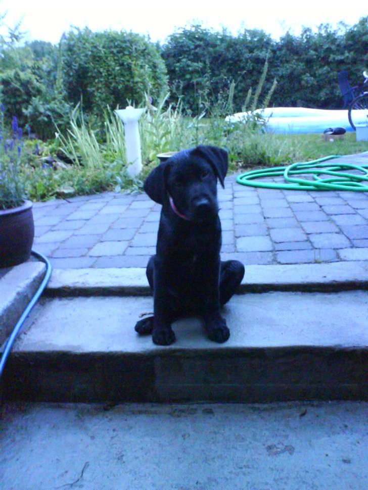 Blanding af racer Fie - Ihh er hun ikke sød??=) billede 1