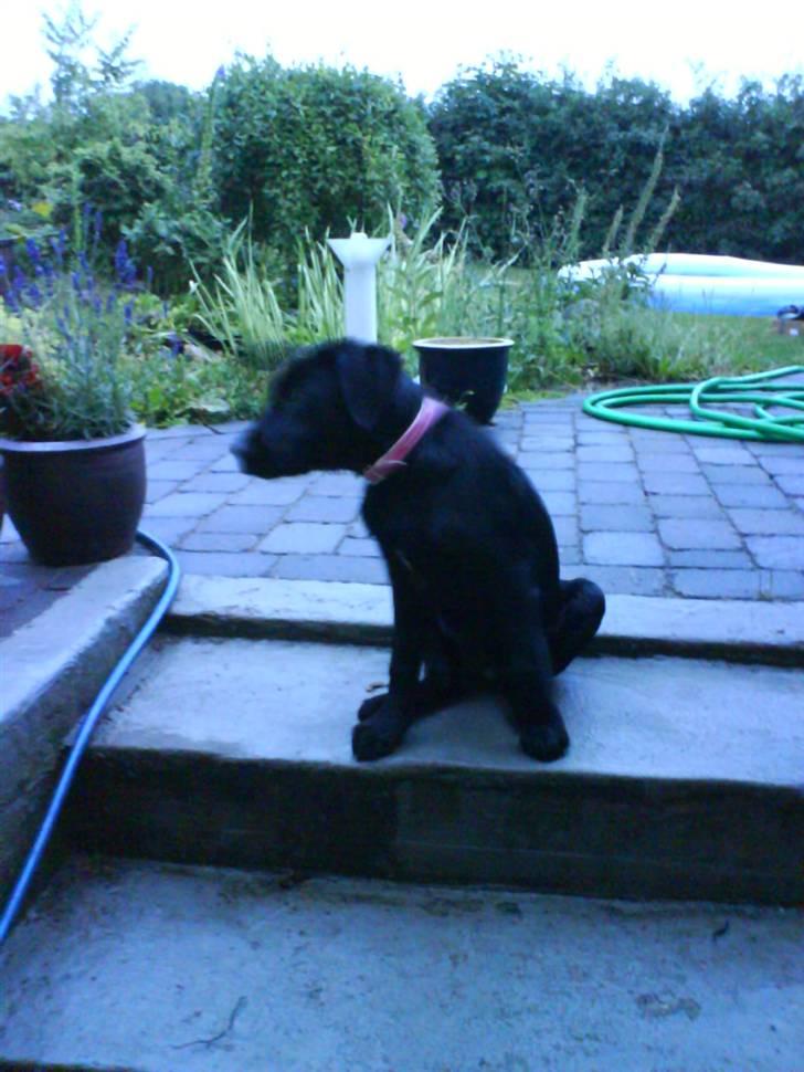 Blanding af racer Fie billede 2