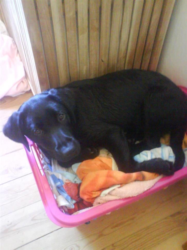 Blanding af racer Fie - mmm vasketøj er altid godt=) billede 3