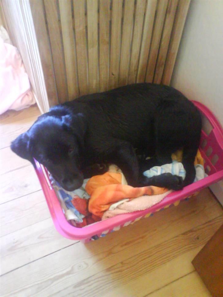 Blanding af racer Fie billede 4