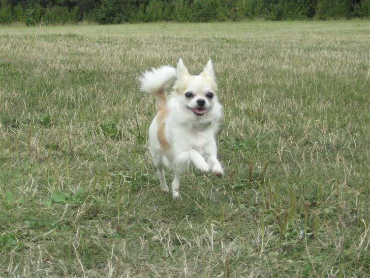 Chihuahua Armani billede 1