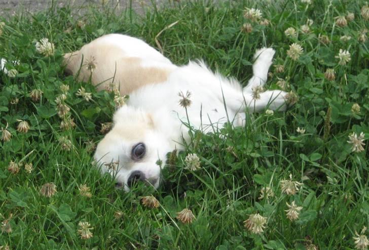 Chihuahua Armani billede 2