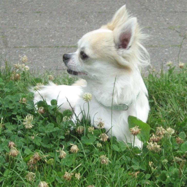 Chihuahua Armani billede 3