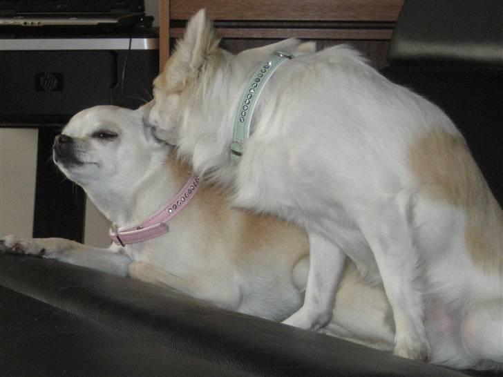 Chihuahua Armani billede 4