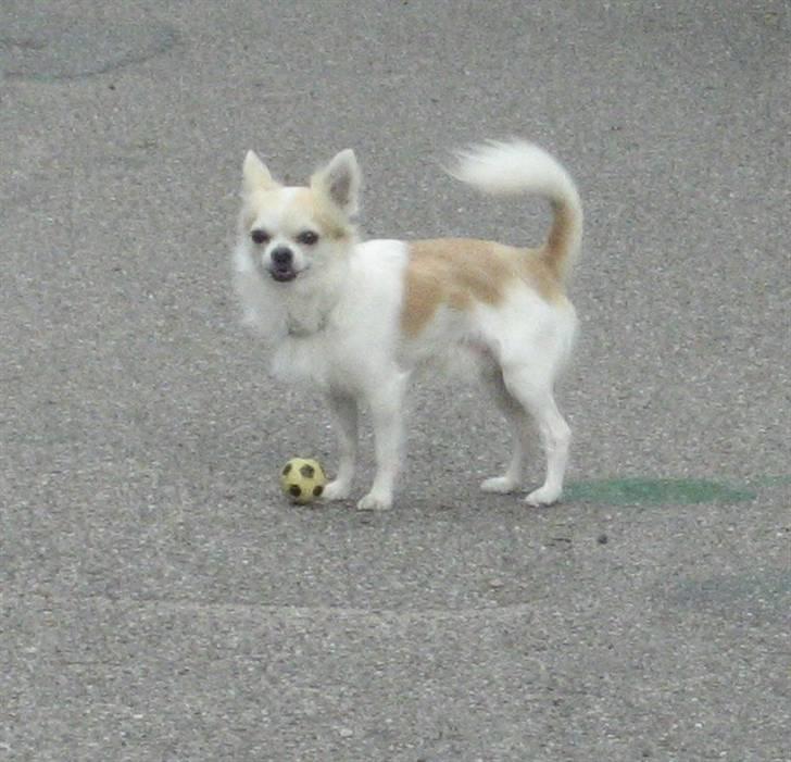 Chihuahua Armani billede 5