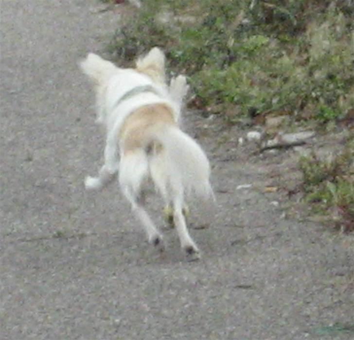 Chihuahua Armani billede 6