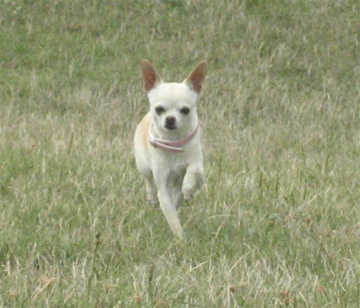 Chihuahua Chilli (Gucci) billede 1