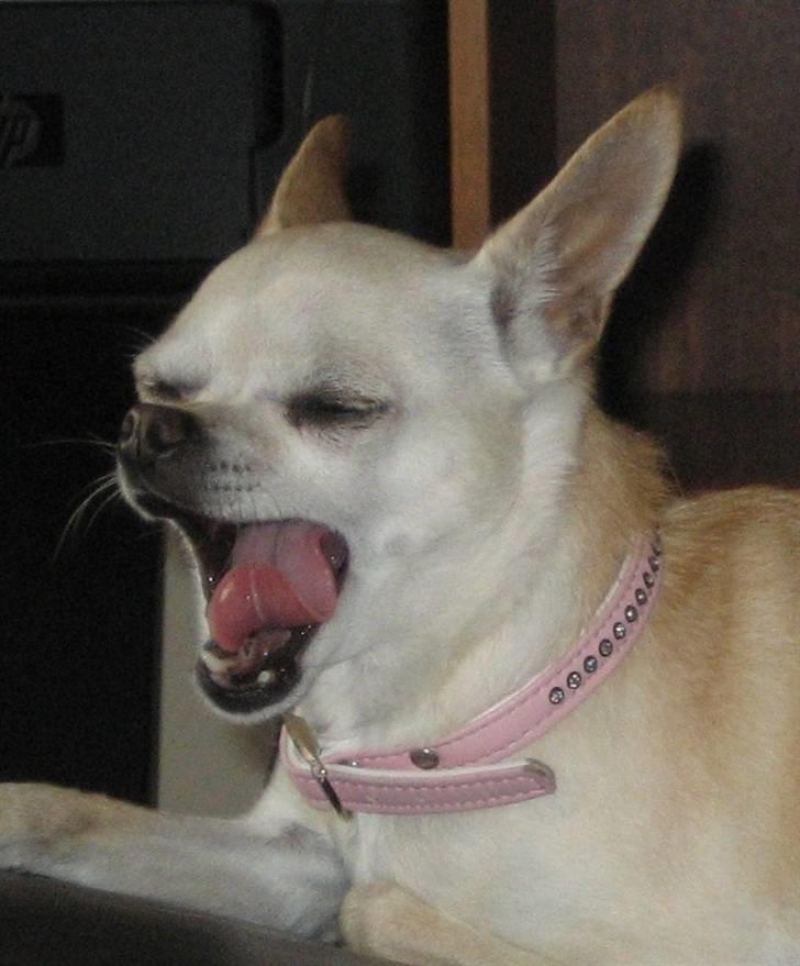 Chihuahua Chilli (Gucci) billede 2