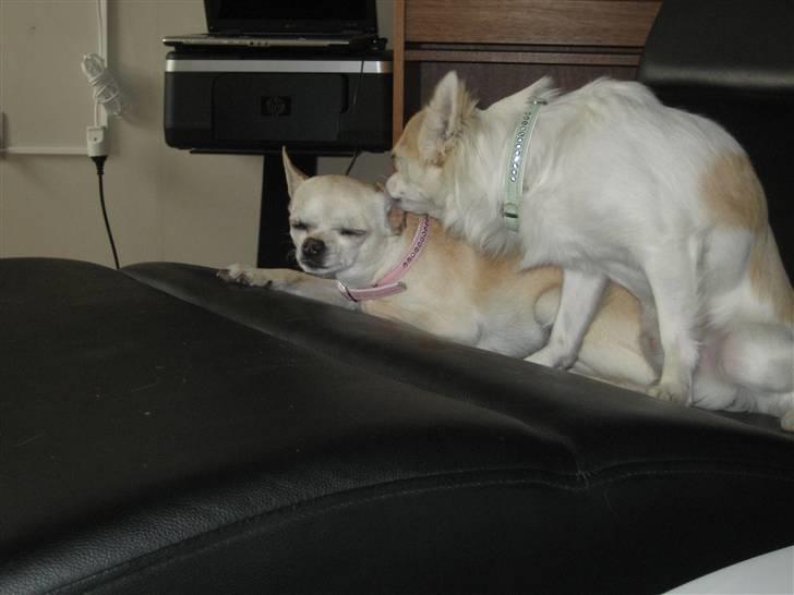 Chihuahua Chilli (Gucci) billede 4