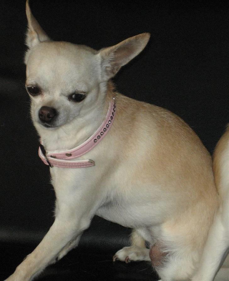 Chihuahua Chilli (Gucci) billede 5