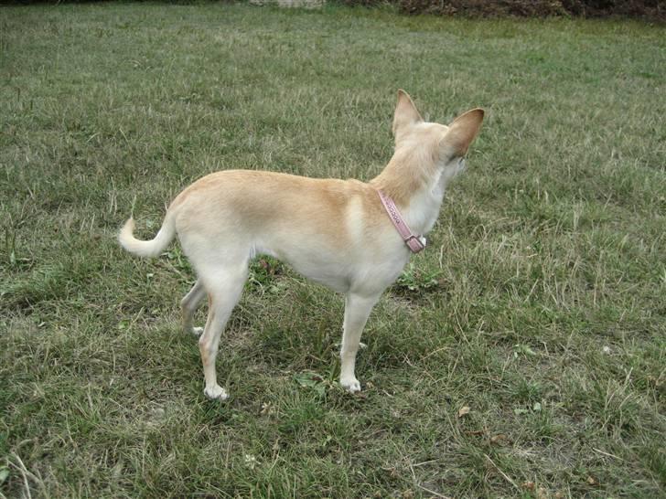 Chihuahua Chilli (Gucci) billede 6