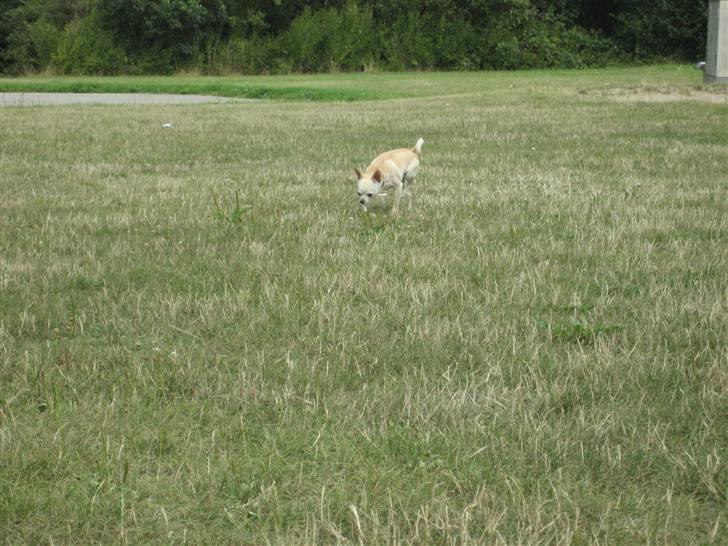 Chihuahua Chilli (Gucci) billede 7